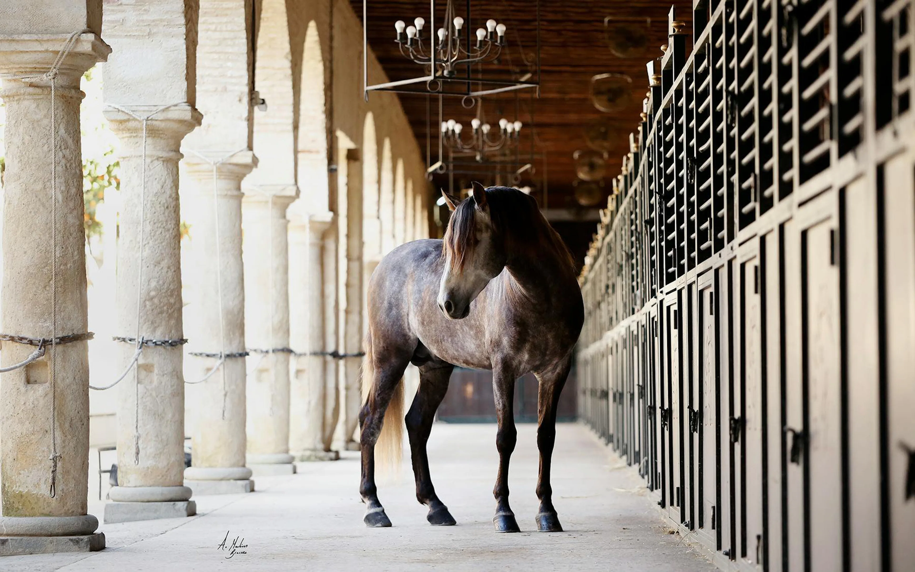 Cordoba Equestrian Show