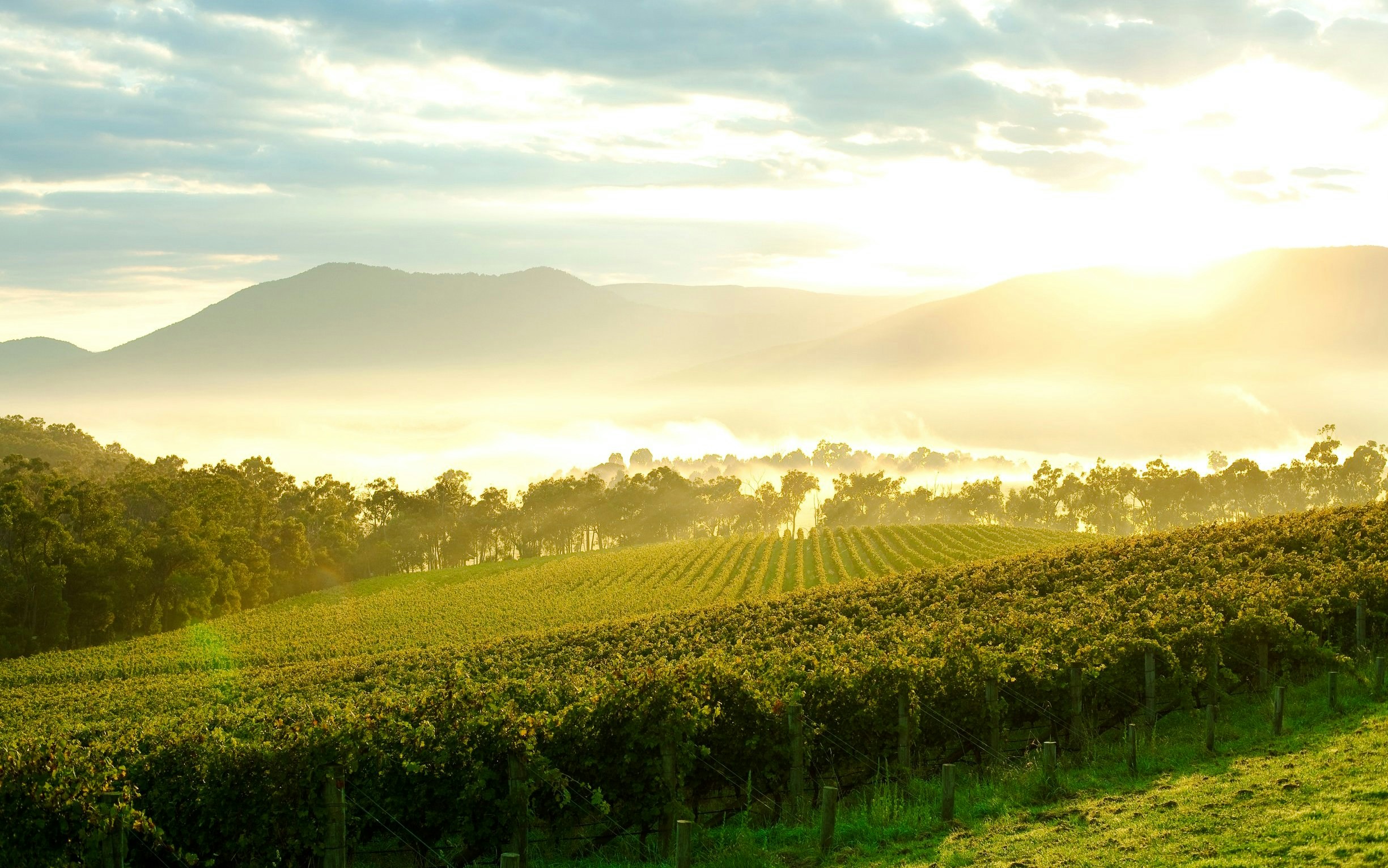 Vineyards and rolling hills at sunrise in Yarra Valley, Australia.