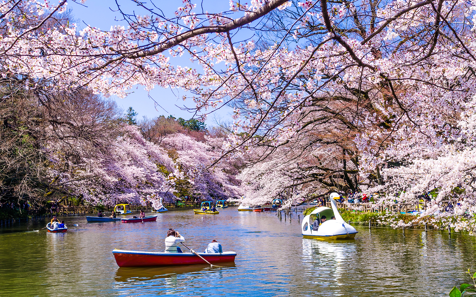 Boats on the lake surrounded by cherry blossoms in full bloom at Inokashira Park, Mitaka, Tokyo.