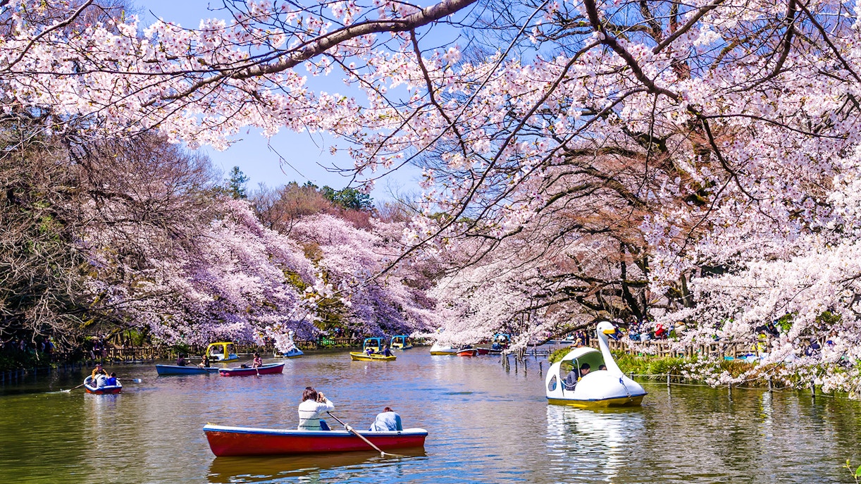 Boats on the lake surrounded by cherry blossoms in full bloom at Inokashira Park, Mitaka, Tokyo.