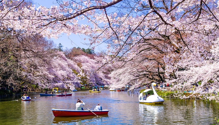 Boats on the lake surrounded by cherry blossoms in full bloom at Inokashira Park, Mitaka, Tokyo.