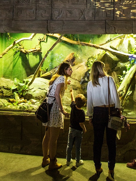 Visitors observing jungle-themed aquarium exhibit at Seville Aquarium.