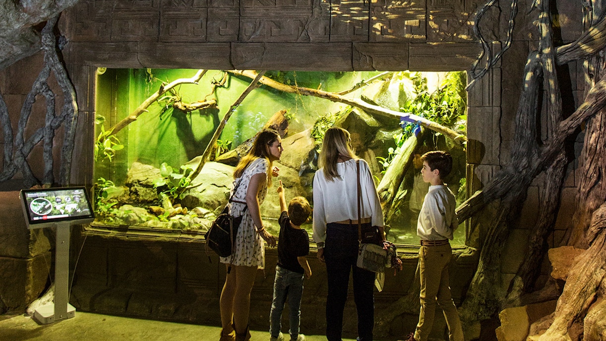Rainforest Zone