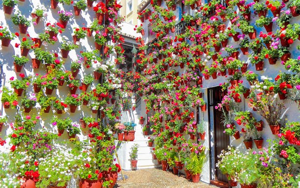 Patios of Cordoba adorned with vibrant flower pots on white walls.