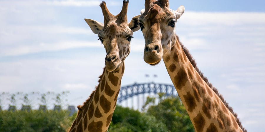 sydney in december - Sydney Taroonga Zoo