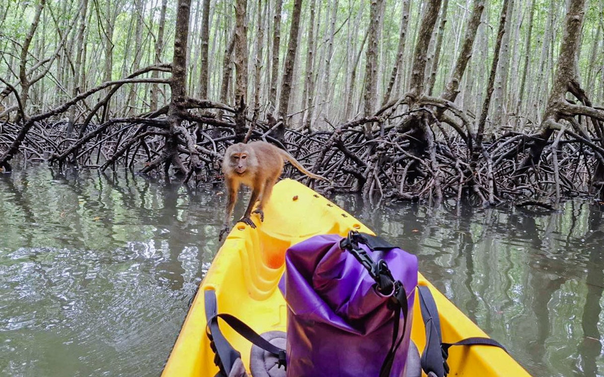 Kayak with monkey in Ao Thalane mangrove forest, Thailand.