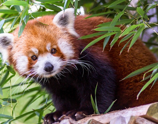 Red Panda, Ailurus fulgens also known as a firefox, lesser panda, or red-cat-bear looking around from its treehouse in Madrid Zoo