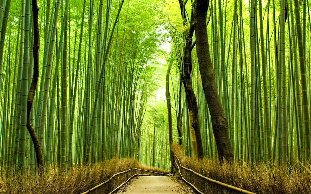 Pathway through Sagano Bamboo Forest, Kyoto Day Trip.