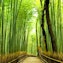 Sentier de la forêt de bambous de Sagano