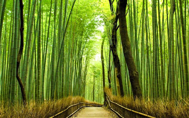Pathway through Sagano Bamboo Forest, Kyoto Day Trip.