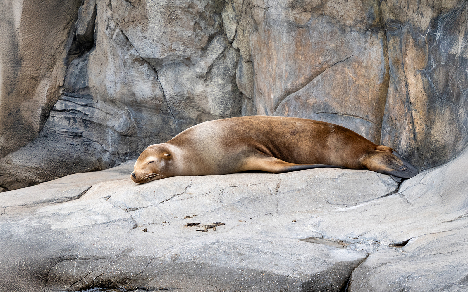 Sea lion resting on rocks at SeaWorld, San Diego.