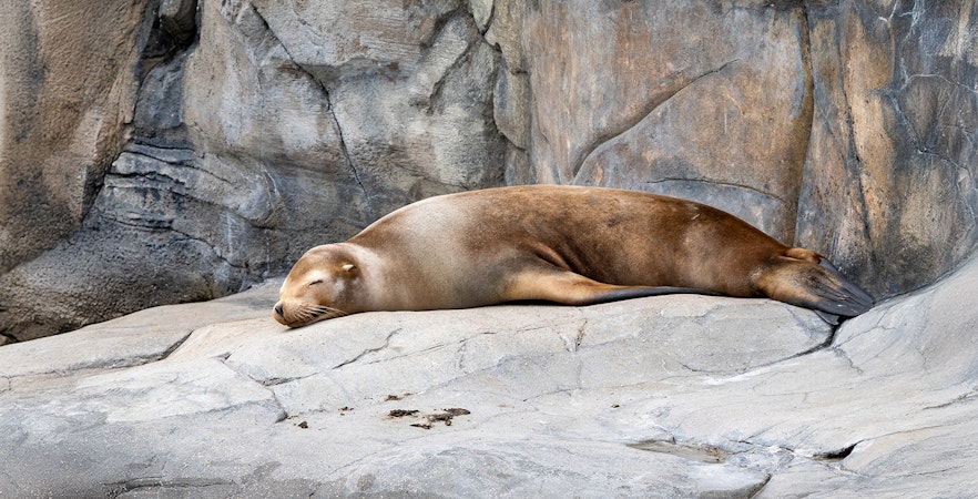 Sea lion resting on rocks at SeaWorld, San Diego.