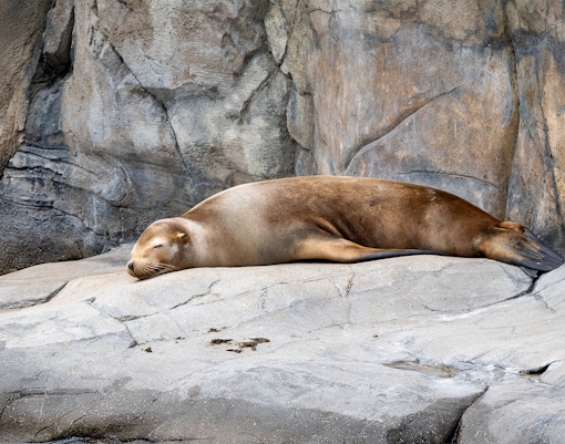 Sea lion resting on rocks at SeaWorld, San Diego.