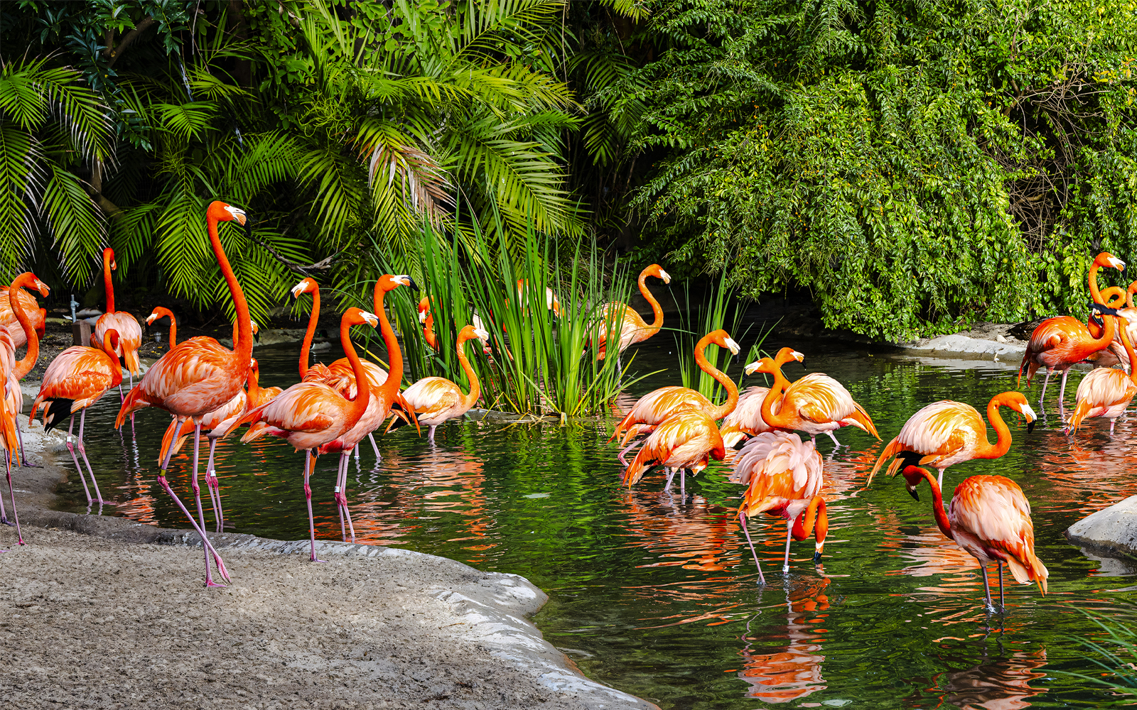 Flamingoes wading in water at San Diego Zoo Safari Park.