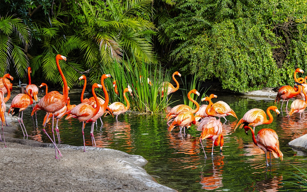 Flamingoes wading in water at San Diego Zoo Safari Park.