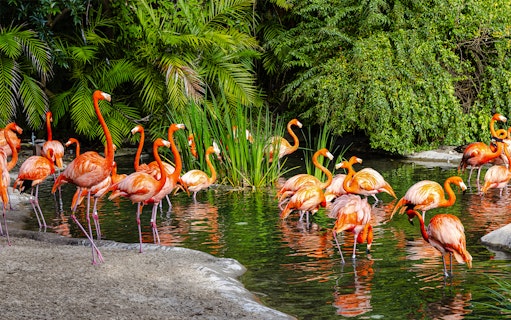 Flamingoes wading in water at San Diego Zoo Safari Park.