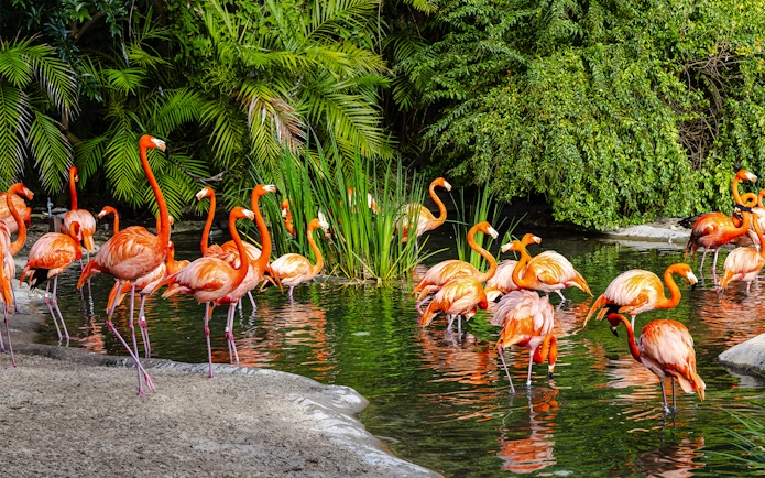 Flamingoes wading in water at San Diego Zoo Safari Park.