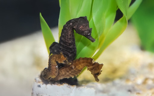 Seahorses swimming near plants at Livorno Aquarium.