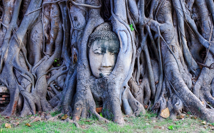 Buddha head entwined in tree roots at Ayutthaya Temples, Thailand.