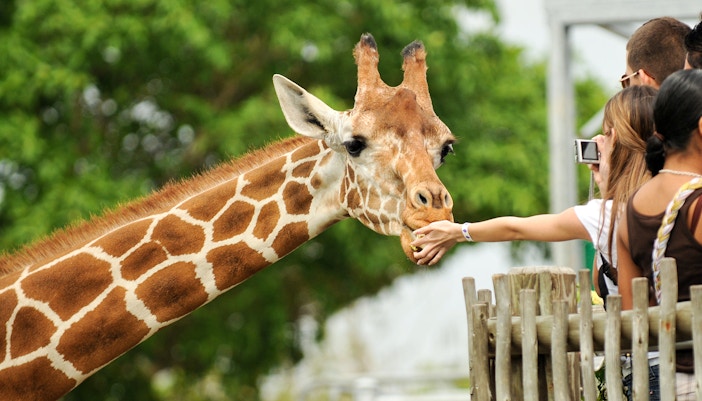 Giraffe feeding at Dublin Zoo