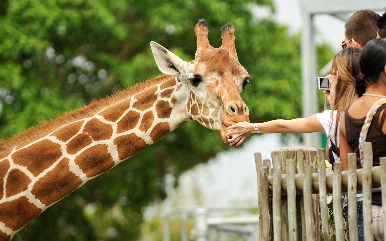 Giraffe being fed by visitors at a wildlife park in Nairobi, Kenya.