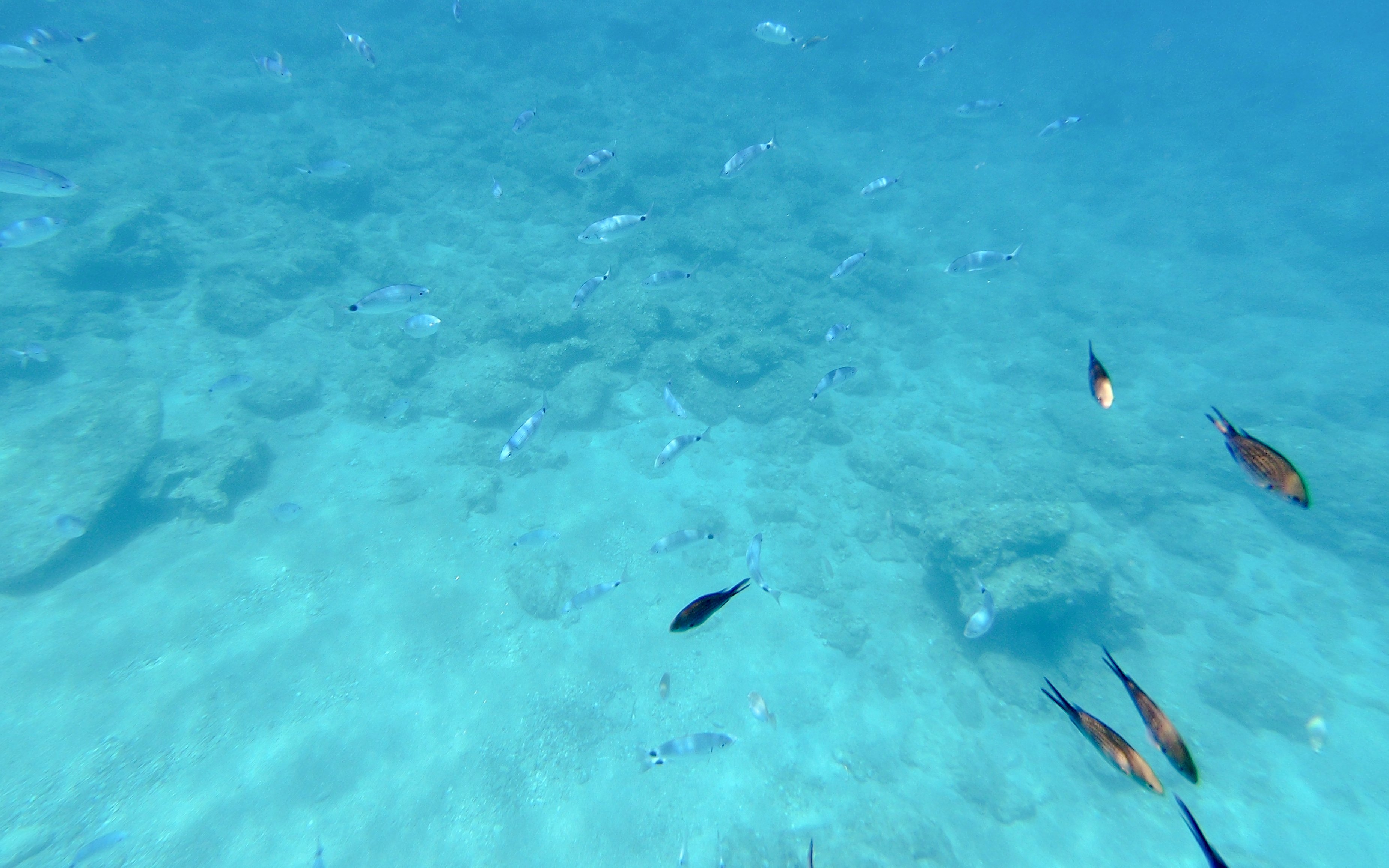 Colorful fish swimming over a rocky seabed during the Yellow Submarine Cruise.