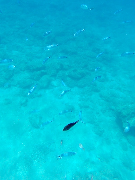 Colorful fish swimming over a rocky seabed during the Yellow Submarine Cruise.