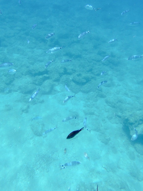 Colorful fish swimming over a rocky seabed during the Yellow Submarine Cruise.