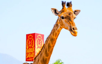 Giraffe at Parque Safari with sign in Santiago, Chile.