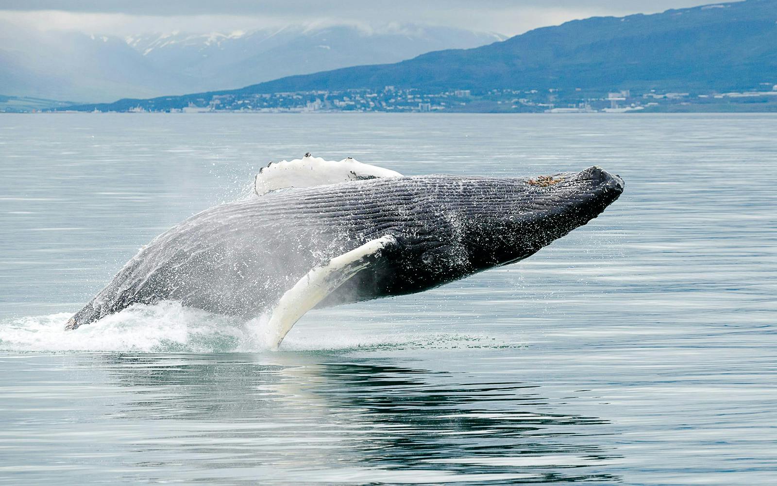 Humpback whale breaching in Akureyri during Classic Whale Watching tour.