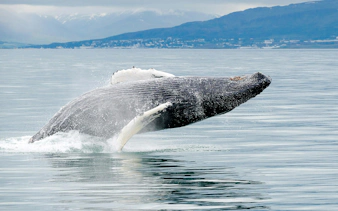 Humpback whale breaching in Akureyri during Classic Whale Watching tour.