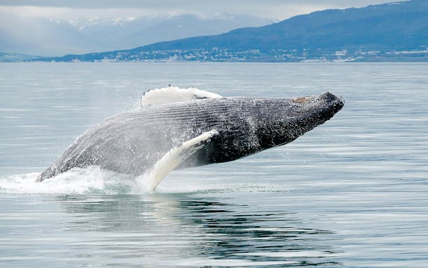 Humpback whale breaching in Akureyri during Classic Whale Watching tour.