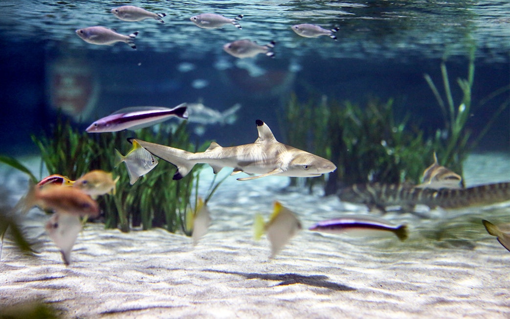 Shark swimming among fish at Sea Life Oberhausen's hatching fishery station.