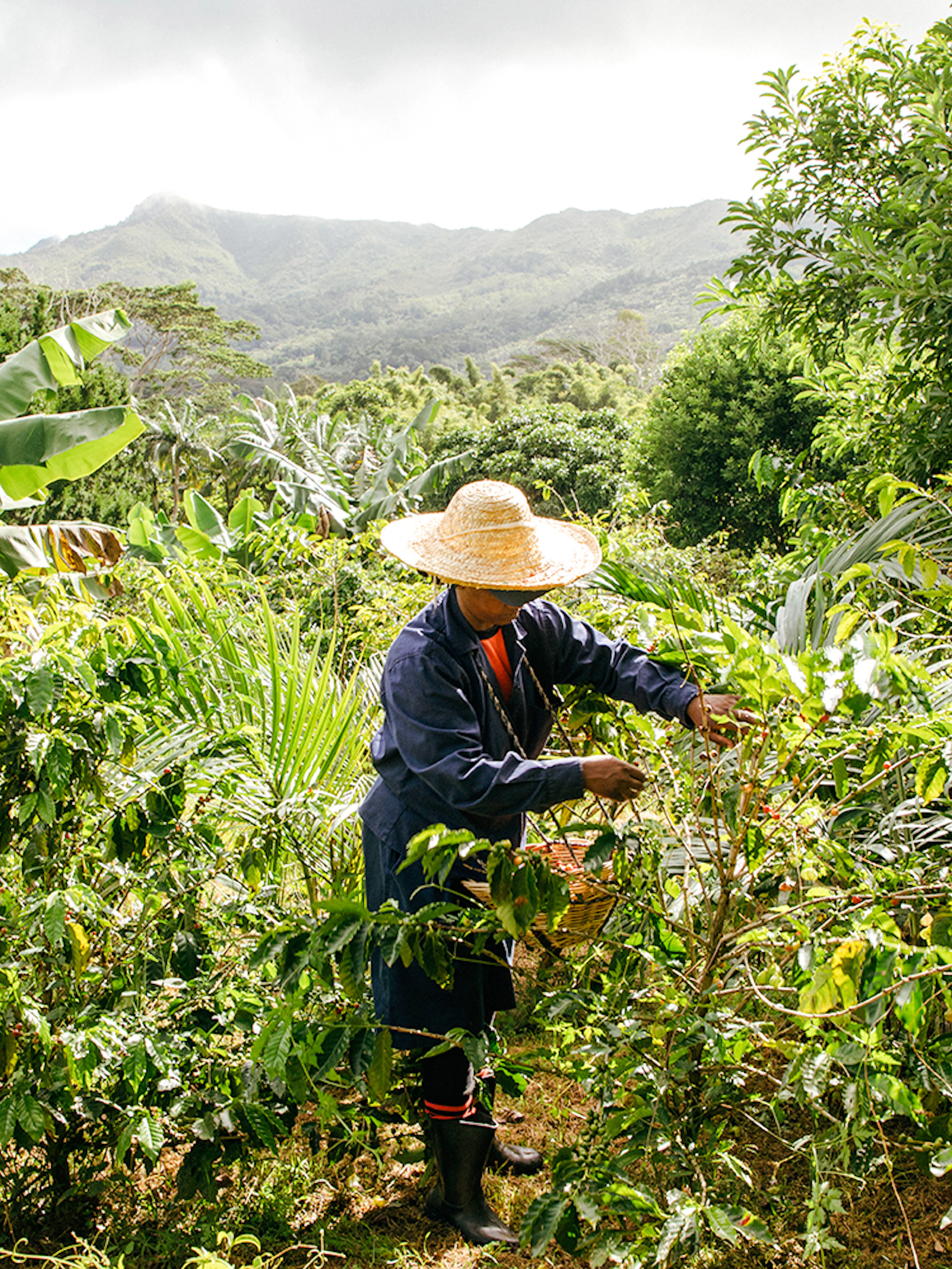Person harvesting plants on Chamarel 7 Coloured Earth plantation tour, Mauritius.