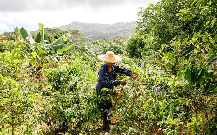 Person harvesting plants on Chamarel 7 Coloured Earth plantation tour, Mauritius.