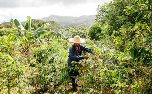 Person harvesting plants on Chamarel 7 Coloured Earth plantation tour, Mauritius.
