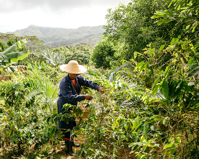 Chamarel 7 Coloured Earth Entry + Coffee Plantation Guided Tour & Tasting