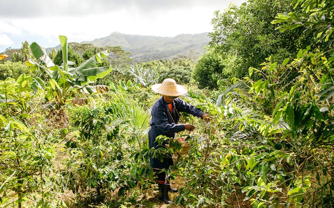 Person harvesting plants on Chamarel 7 Coloured Earth plantation tour, Mauritius.