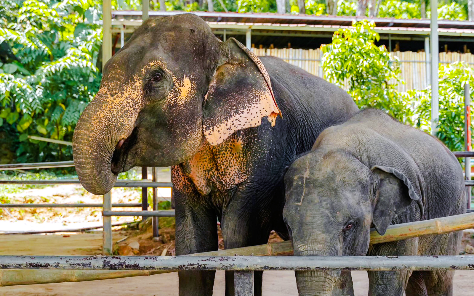 Elephants at Phuket Elephant Care sanctuary in a fenced area.