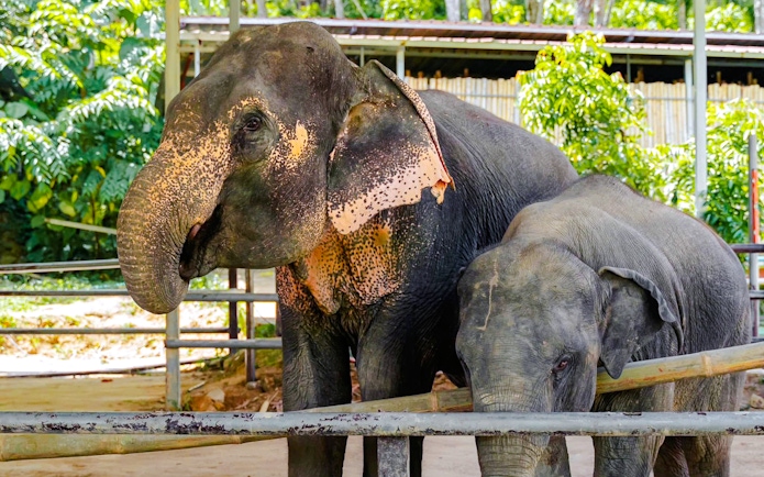 Elephants at Phuket Elephant Care sanctuary in a fenced area.
