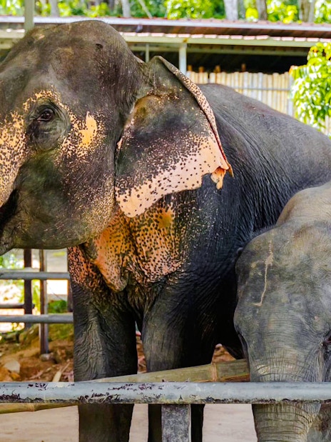 Elephants at Phuket Elephant Care sanctuary in a fenced area.