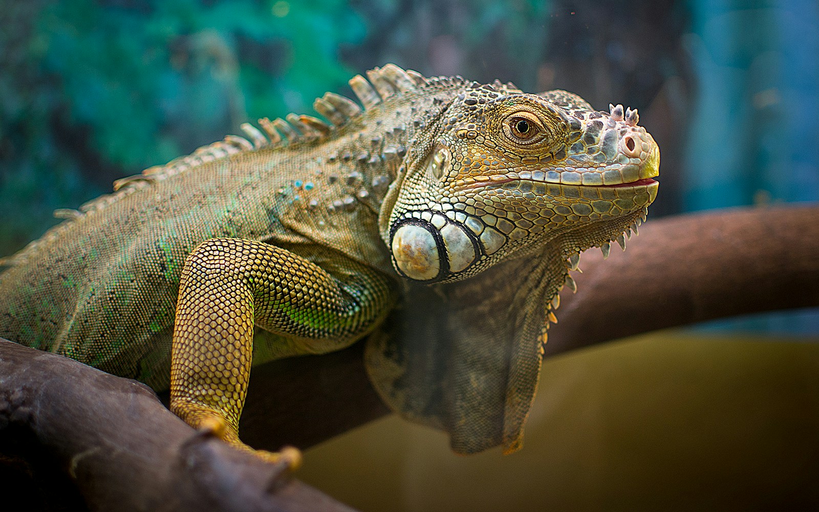 Tubercled iguana resting on a branch in Genoa.
