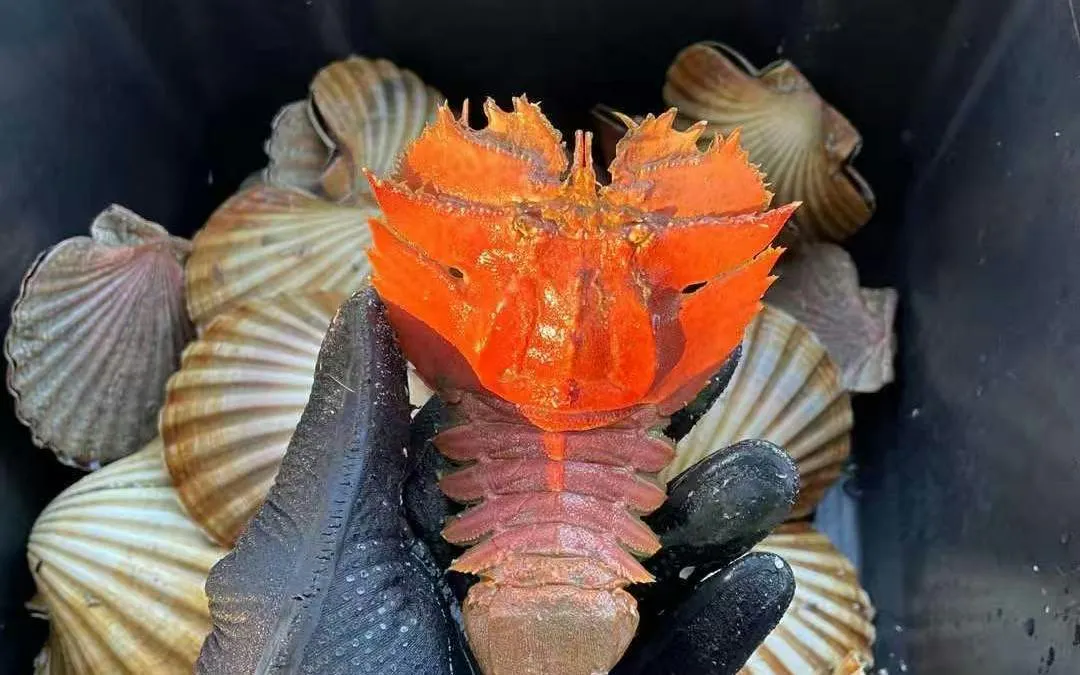 Freshly caught shellfish and lobster on a Hobart private yacht charter.