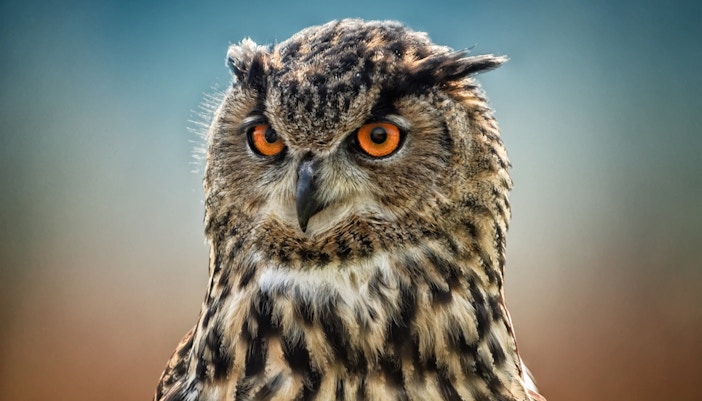 Owl at Leeds Castle birds of prey centre.