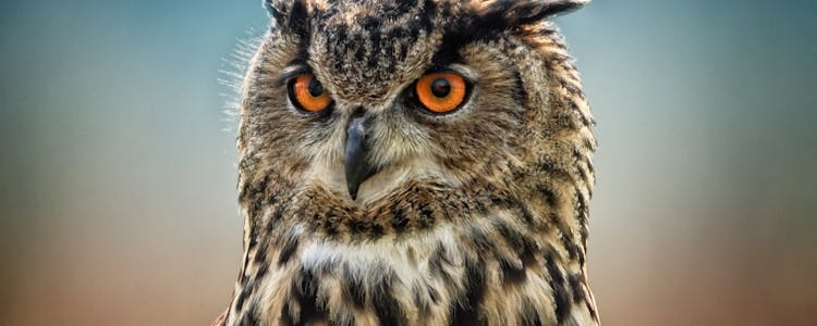 Leeds castle highlights