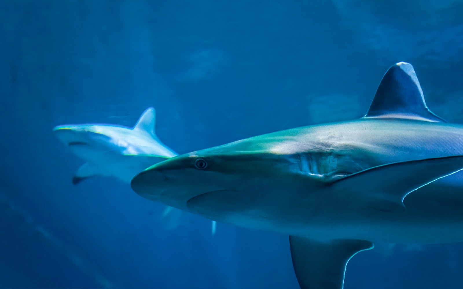 Shark swimming in large aquarium tank, showcasing marine life.