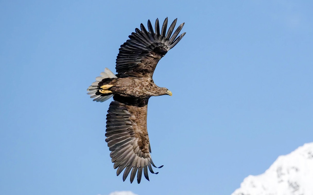 White-tailed eagle soaring over Lofoten with snowy peaks in the background.