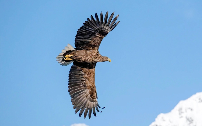 White-tailed eagle soaring over Lofoten with snowy peaks in the background.