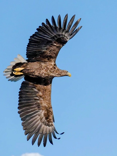 White-tailed eagle soaring over Lofoten with snowy peaks in the background.