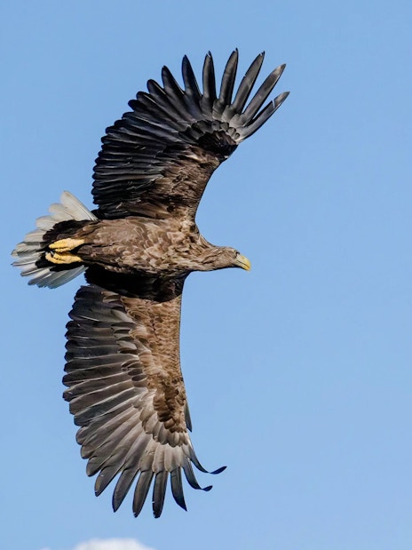 White-tailed eagle soaring over Lofoten with snowy peaks in the background.
